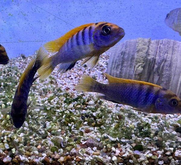 The Fish Guys